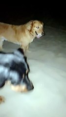 Dog Puts Heart and Soul Into Digging Hole