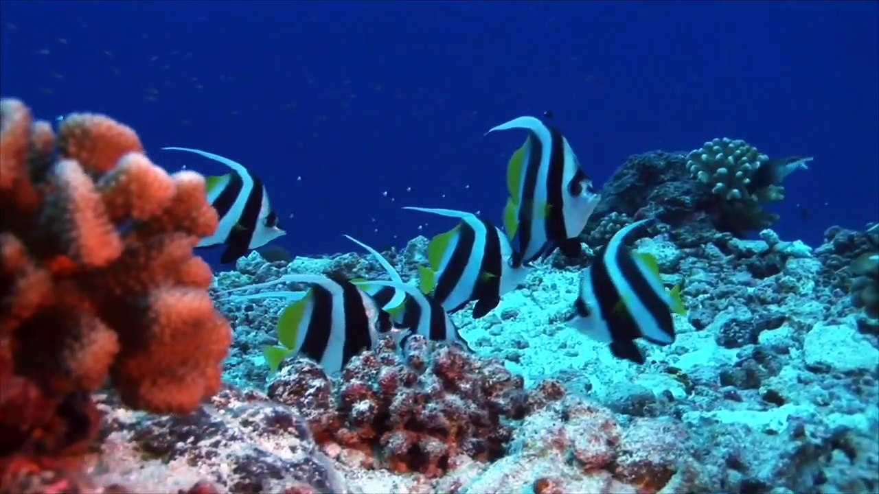 Animals sea: ; Musik_Rileksasi_[Keindahan_Bawah_Laut