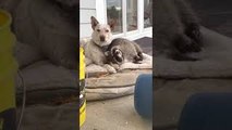 Raccoon Requires Cuddles From Dog Friend