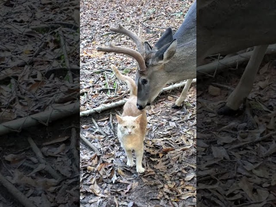Deer with Yellow Cat