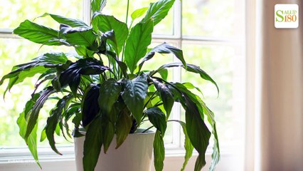 Cuidados de la cuna de Moisés para que florezca todo el año | Salud 180