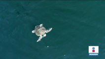 Tortugas golfinas regresan al santuario más importante del mundo