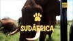 Adrenalina pura: Impactantes encuentros con elefantes salvajes