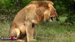 'Intriguing footage captures the moments leading up to a lion puking '