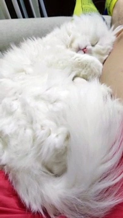 nieve lambing