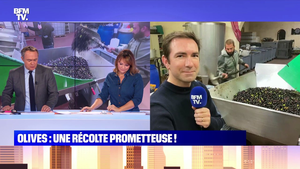 Olives : une récolte prometteuse - 23/11