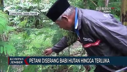 Seorang Petani di Lumajang Diserang Babi Hutan Hingga Terluka