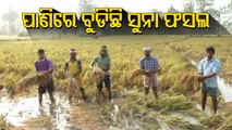 Acres Of Crops Damaged Due To Incessant Rain In Odisha’s Binika