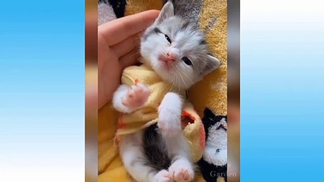 Funny And Cute Cat'S Life Cats And Owners Are The Best Friends Videos