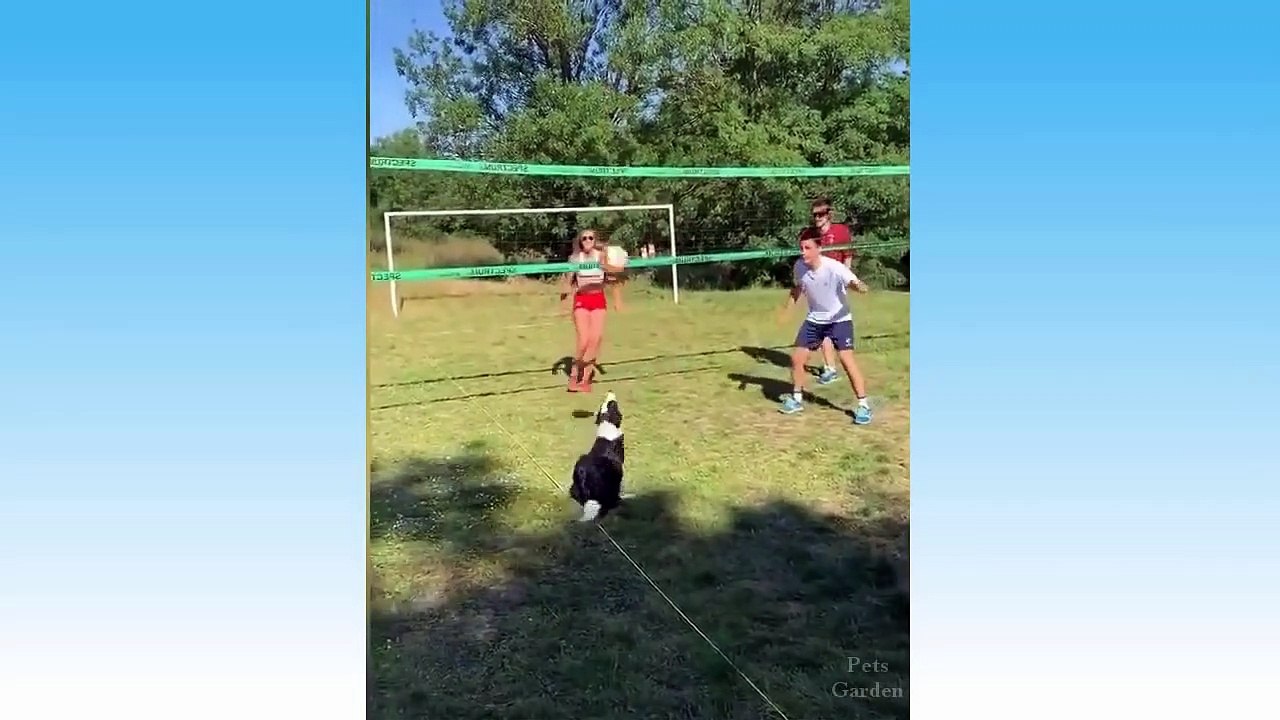 Top Funny Cat Videos Of The Weekly - Try Not To Laugh