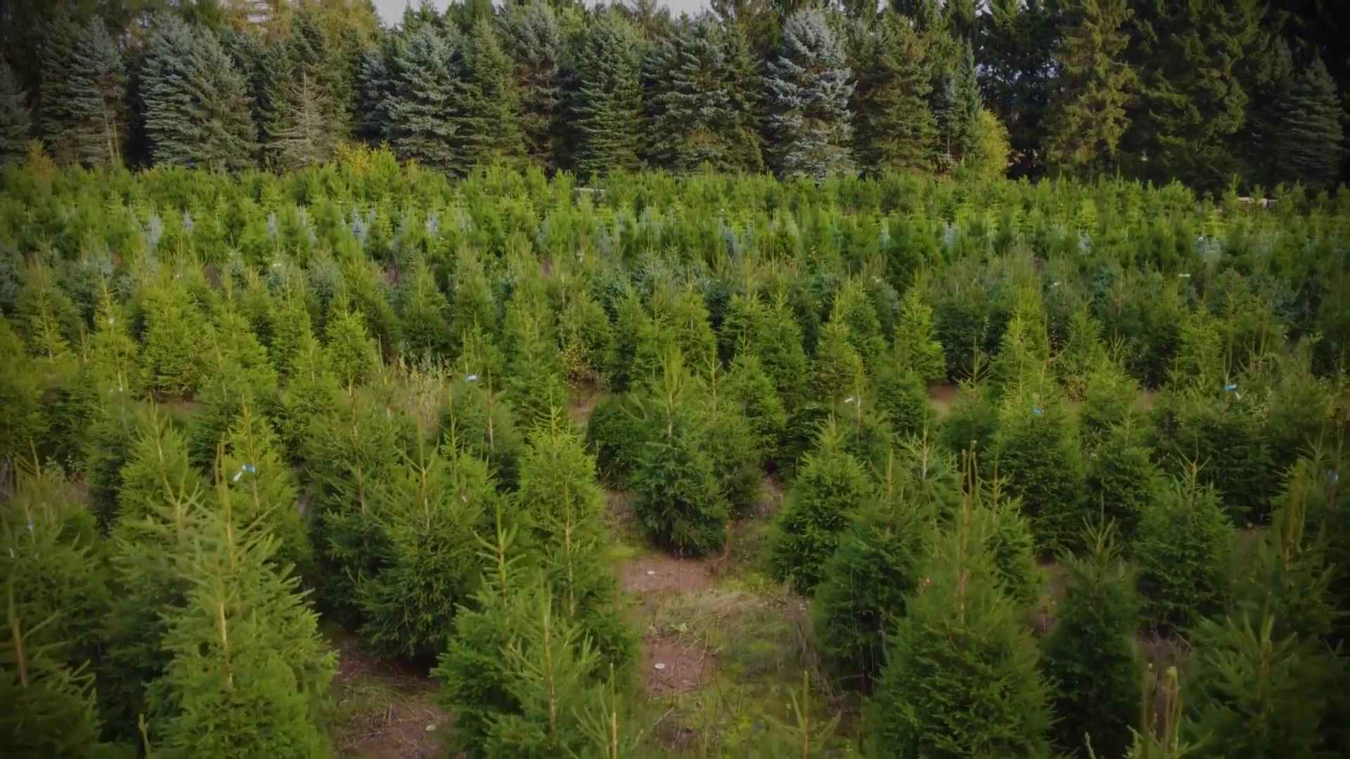 The Festive MINI Electric