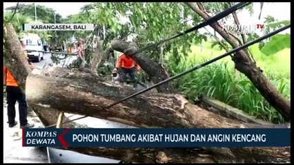 Pohon Tumbang Akibat Hujan Deras