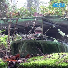 Michel nous emmène à sa palombière dans la forêt