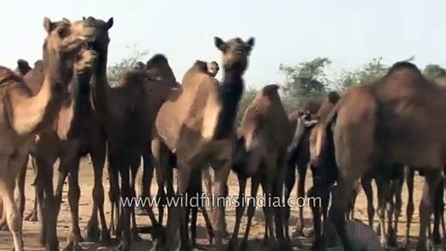Camels depart on a desert journey - Kutch, Gujarat
