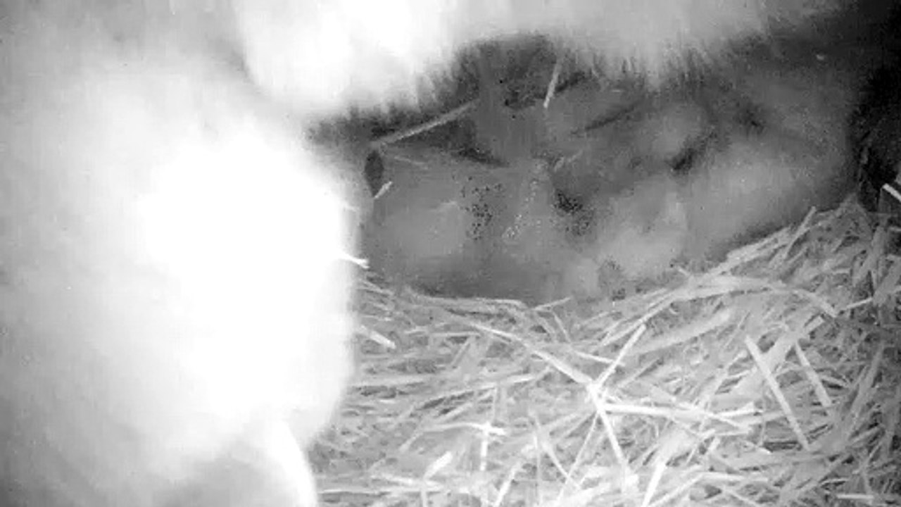 Nascimento de ursos polares