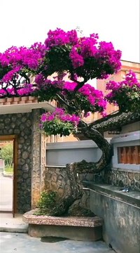 Clip: Xôn xao cây hoa giấy 7 tỉ mới bán: Quay mãi không thấy hết ngọn cây, chắc phải dùng flycam