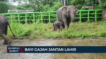 Gajah Sumatera Lahir di Tangkahan Langkat