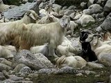 Magnificient herd of mountain goats at Nanda Devi