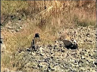 Vultures flying at a high altitude in Uttarakhand