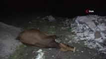 Pendik'te otomobil yola çıkan büyükbaş hayvanlara çarptı