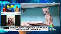 Colectivos buscan que zorro 'Run Run' sea liberado del Parque de las Leyendas