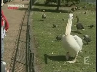 Pelican vs pigeon