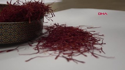 KİLOSU 50 BİN LİRAYI BULAN SAFRANI, AT KILIYLA TAKLİT EDİYORLAR