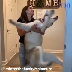 Husky déteste l'heure du bain et est filmé en train de lutter avec son propriétaire
