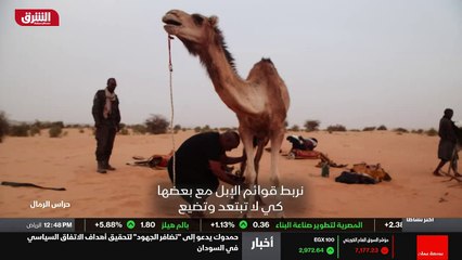 ...القبلي مع بعضها كي لا تبتعد وتضيع الأبل ...