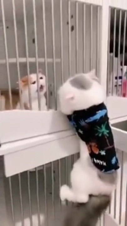 Top crazy cats videos
