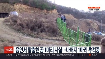 용인서 탈출한 곰 1마리 사살…나머지 1마리 추적중