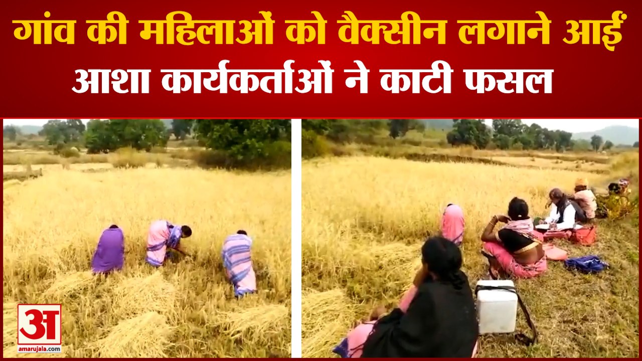 Asha Workers Harvested Crops In MP Video | वैक्सीन लगवाने के बहाने ग्रामीण महिलाओं ने कटवाई फसल