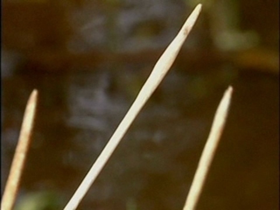Libellula