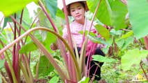 Have you eaten taro flowers yet?