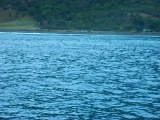 dauphins kaikoura canterbury nouvelle zelande