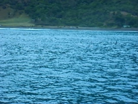 dauphins kaikoura canterbury nouvelle zelande