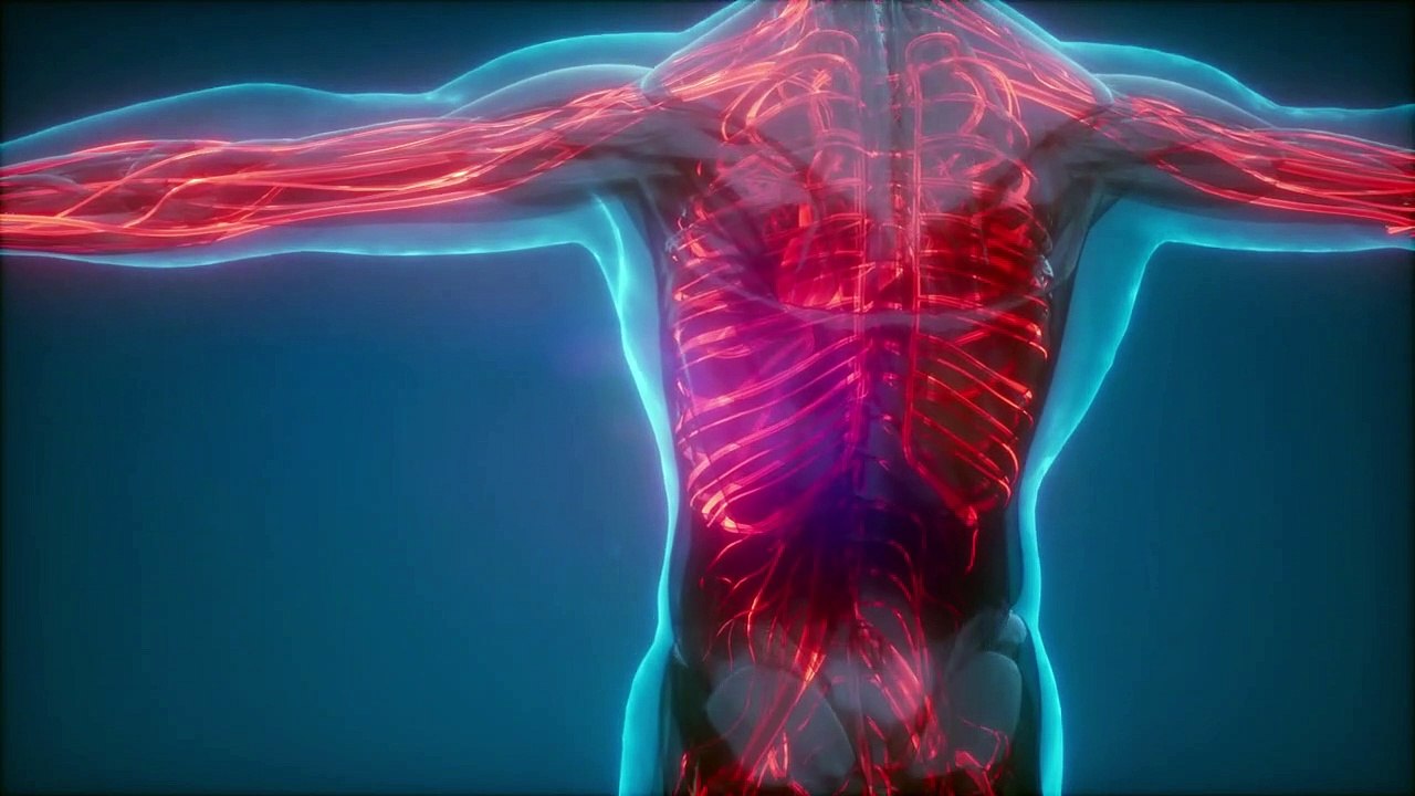 Learn Human Anatomy & Physiology