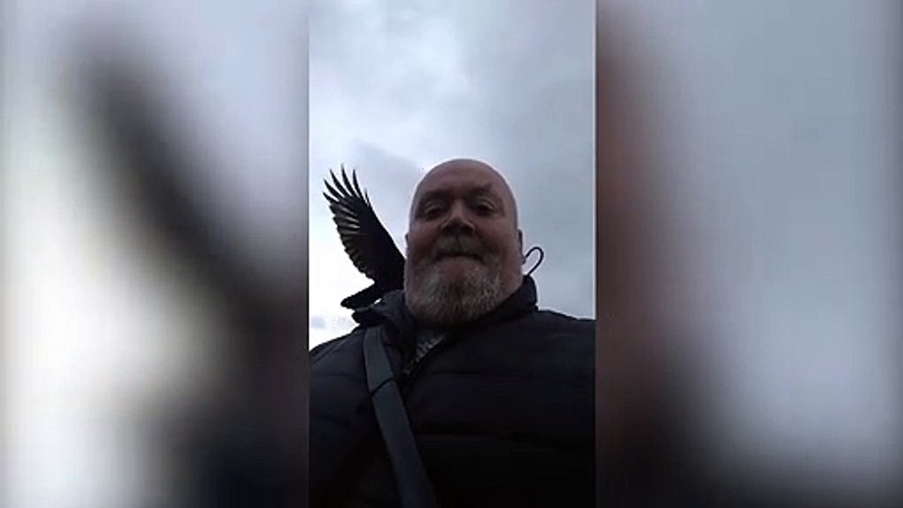 Crow attack