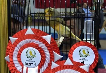 EDREMİT'TE YORKSHİRE IRKI KANARYALARIN GÜZELLİK YARIŞMASI YAPILDI