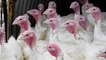 Americans eat 40 million turkeys at Thanksgiving every year. Here's why some birds cost so much less than others.
