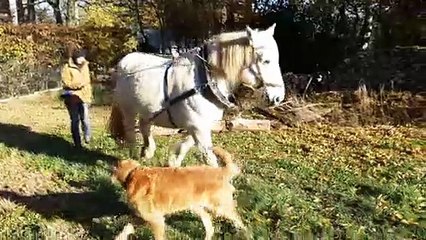 Pour préserver la forêt, Sylvie Dévigne débarde les arbres avec ses chevaux