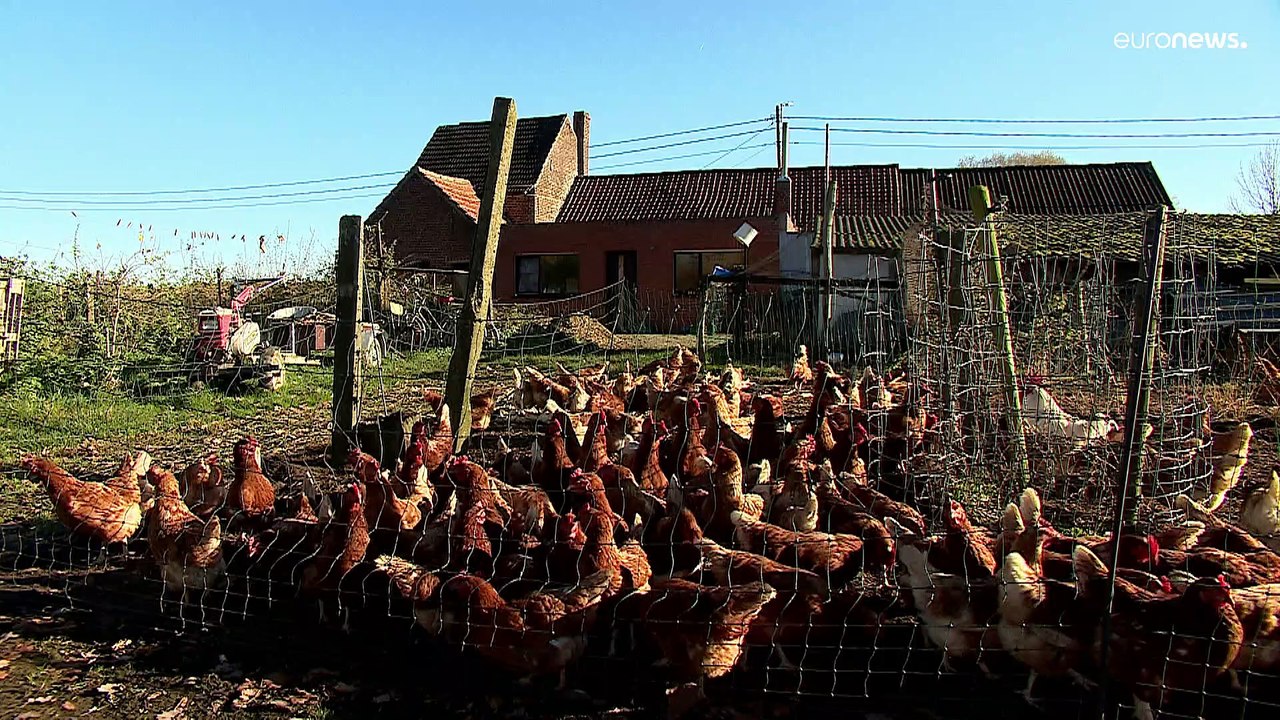Enttäuschung bei Jungbauern über EU-Agrarreform