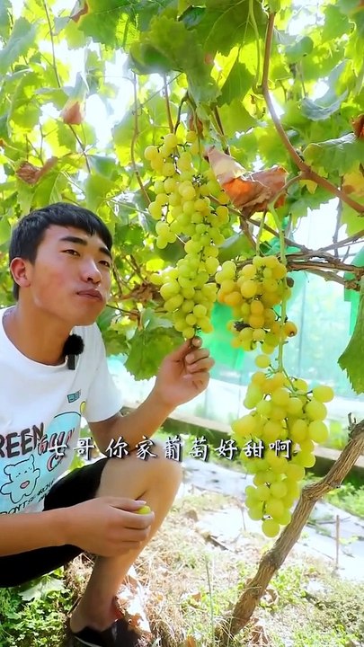 Picking grapes and make a bowl of noodle