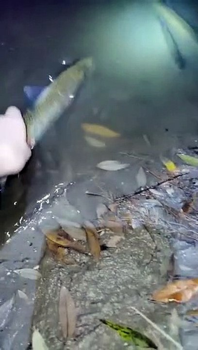 Tierschutzverein für Tirol 1881: Lokalaugenschein am Völser Gießen