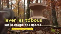 Dans la Sarthe, l’ONF organise une chasse au trésor de tabourets en bois pour sensibiliser à la gestion des forêts