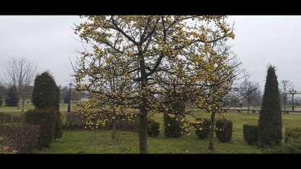 Парковый ансамбль