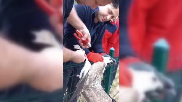 Son dakika haberleri: Ayağı tele takılan martıyı itfaiye kurtardı