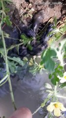 Field Mice Found With Tangled Tails