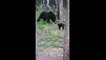 Fearless Cat Protects Owners From Bear in the Woods