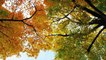 Fall and winter nature scenes-PEACEFUL,BEAUTIFUL,RELAXING,SLEEP MUSIC,MEDITATION